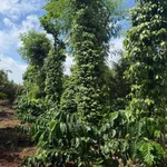 Bán 1,1 ha đất sầu riêng cafe ở Buôn Ma Thuột - Ảnh thu nhỏ 1