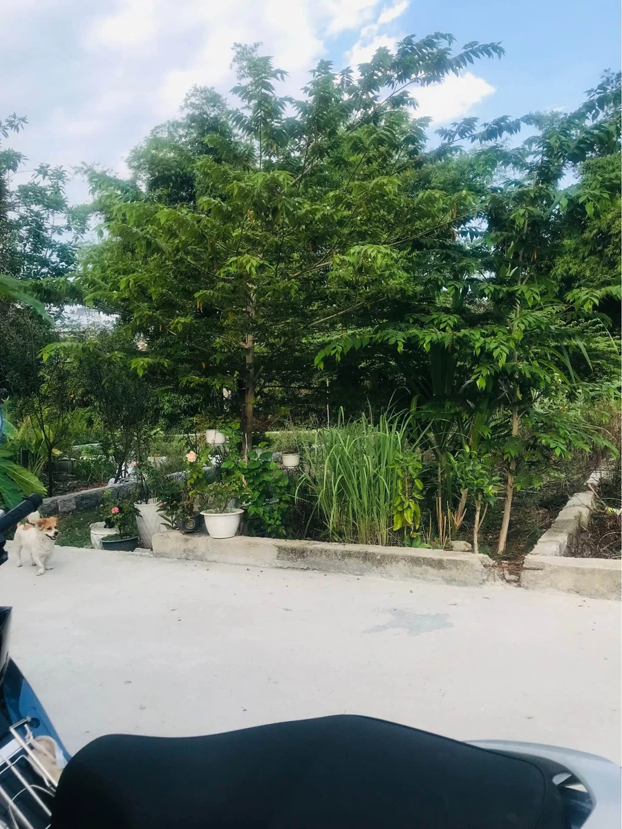 Bán đất Phú Vinh Vĩnh Thạnh 95m² view sông, 1 tỷ 500 triệu - Ảnh thu nhỏ 5