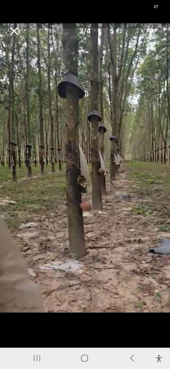 Bán 8 hectare cao su tại Chư Păh, Gia Lai, 8.3 tỷ - Ảnh thu nhỏ 2
