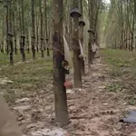 Bán 8 hectare cao su tại Chư Păh, Gia Lai, 8.3 tỷ - Ảnh thu nhỏ 2