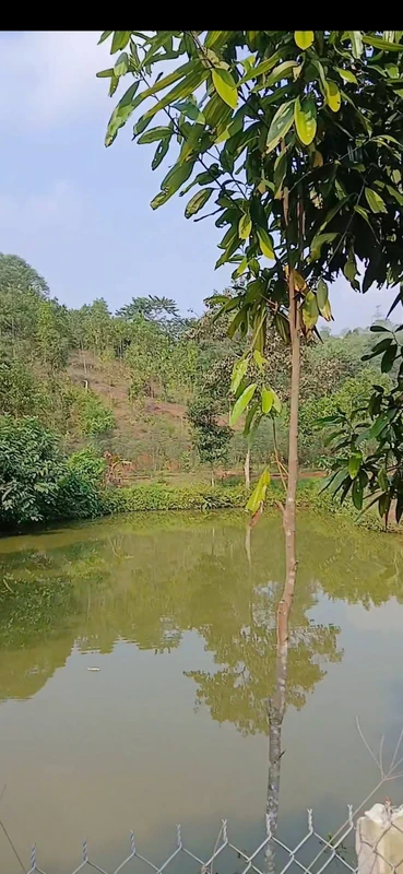 Bán trang trại 1,4 ha Phường Văn Phú