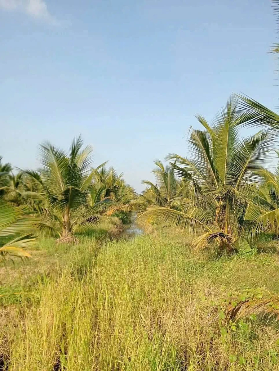 Bán vườn dừa 8 công ở Tân Mỹ, Ba Trị - Ảnh thu nhỏ 3