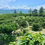 Bán đất 2 sào 3 trồng cà phê Bảo Lộc 1 tỷ 2 - Ảnh thu nhỏ 3