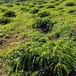 Bán đất 28ha khu du lịch fun kính giá 2 tỷ 500 triệu ở Đắk Nông - Ảnh thu nhỏ 1