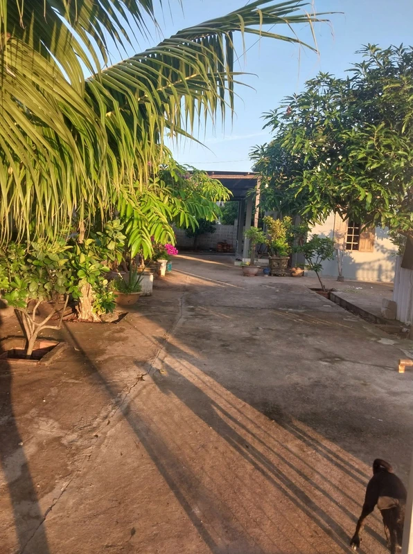 Bán nhà cấp 4 đất cây trồng 328m² Hàm Mỹ, Bà Rịa - Vũng Tàu