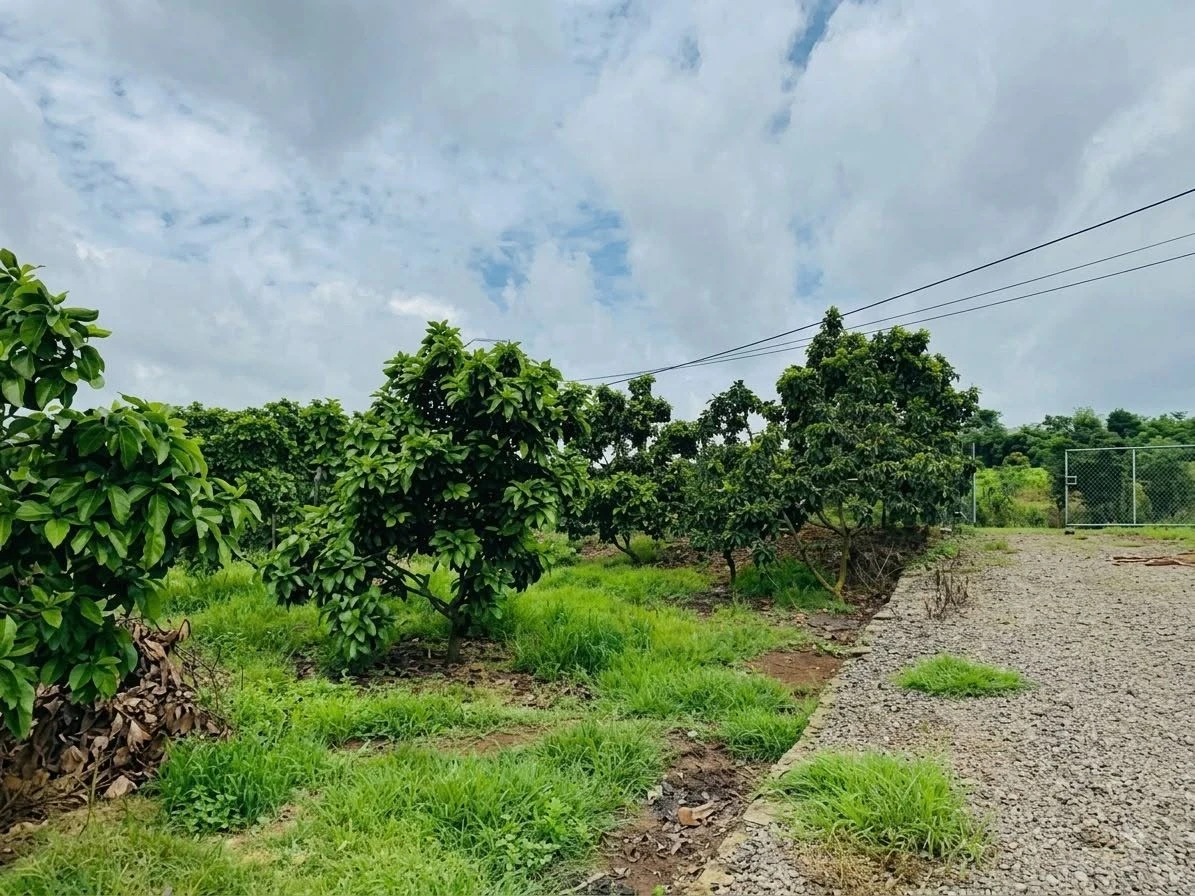 Bán đất Phú Giáo Bình Dương 1000m², sổ sẵn 444 triệu - Ảnh 1