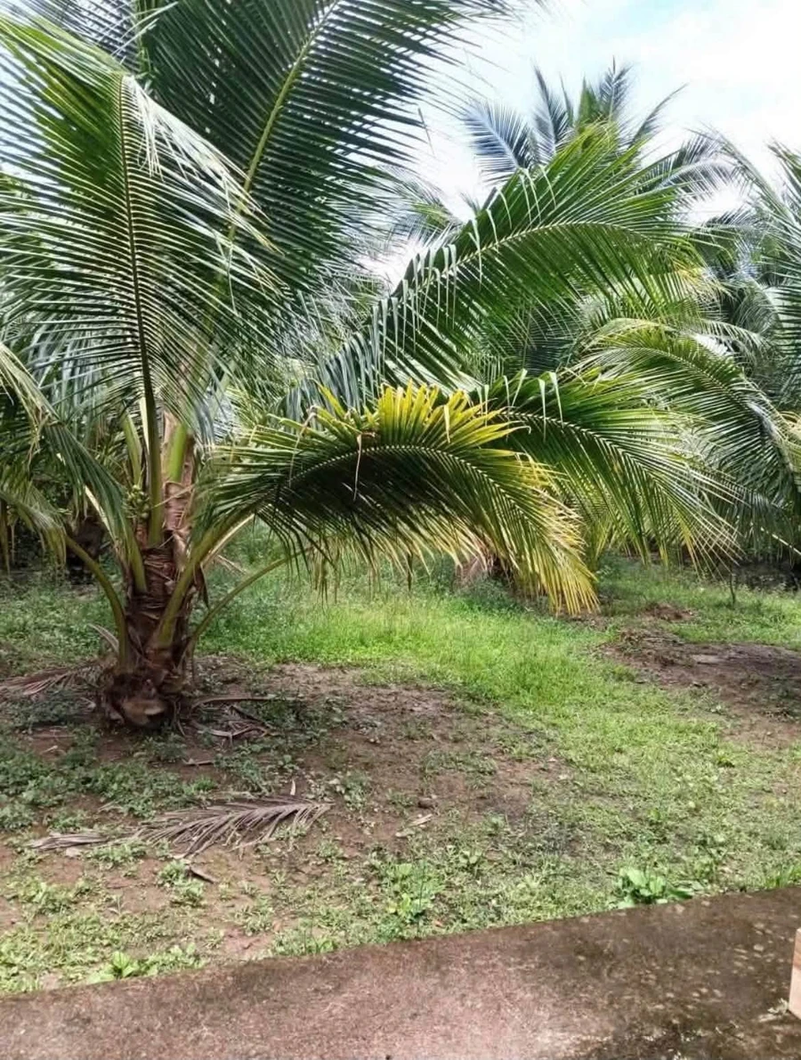 Bán đất vườn 1289m² Phú Tân, thổ cư, có nhà, 1,4 tỷ - Ảnh thu nhỏ 2