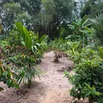 Bán nhà vườn 1000m² Mỏ Cày Quảng Ngãi - Ảnh thu nhỏ 2