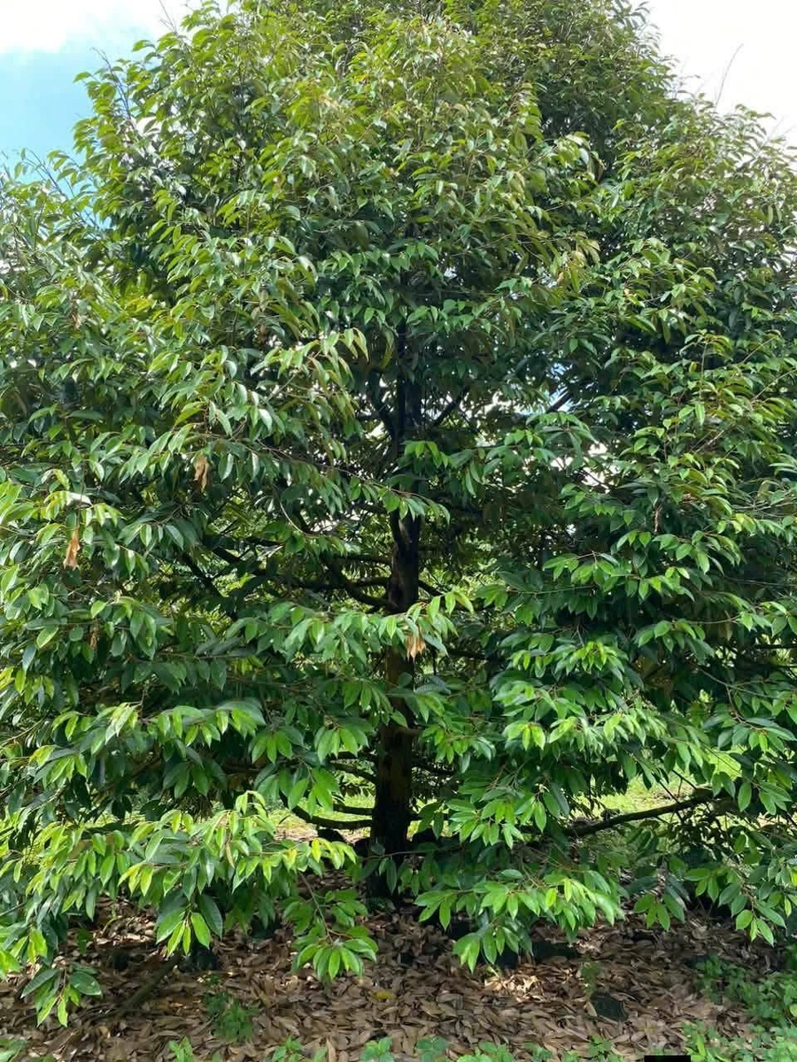Bán đất vườn sầu riêng 1,9 ha tại Phú Vinh, Đồng Nai - Ảnh thu nhỏ 4