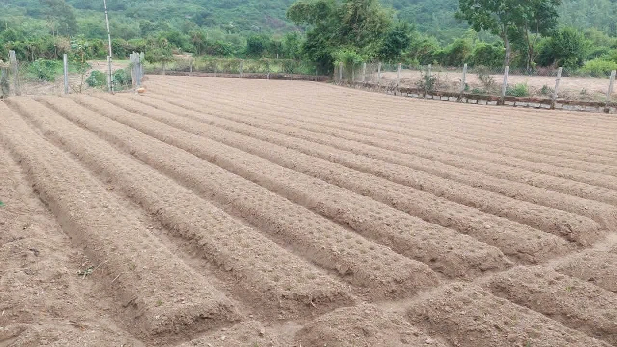 Bán đất vườn Tân Thanh Cát Hải gần biển 1000m2 - Ảnh 1