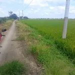 Bán đất ruộng 20 công mặt tiền lộ Hòa Bình Bạc Liêu - Ảnh thu nhỏ 2