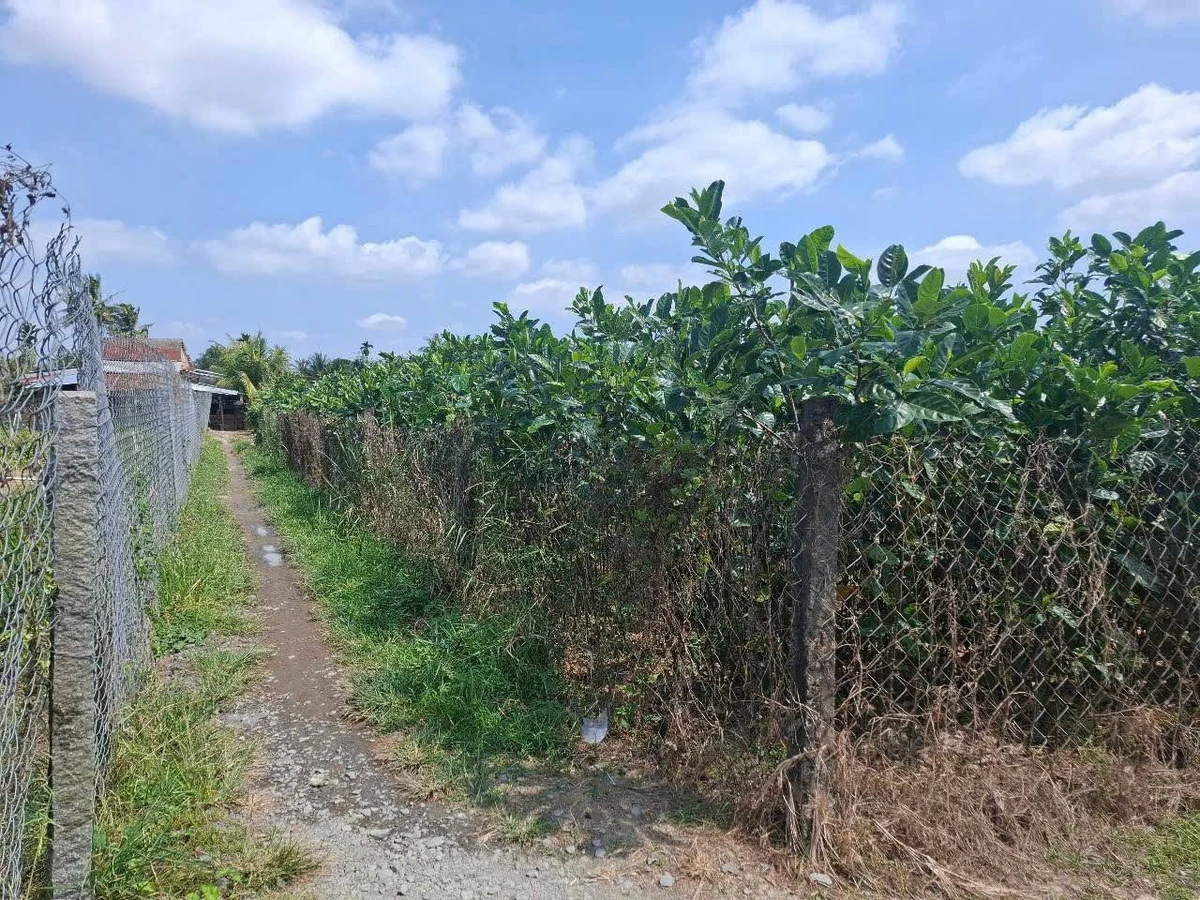 Bán đất Long Thới Chợ Lách 2.700m² giá 463 tr/công - Ảnh thu nhỏ 3