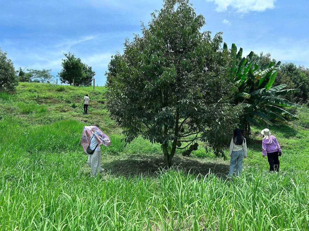 Bán đất sầu riêng Phúc Thọ 1.000m² 950 triệu - Ảnh thu nhỏ 2