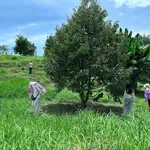 Bán đất sầu riêng Phúc Thọ 1.000m² 950 triệu - Ảnh thu nhỏ 2