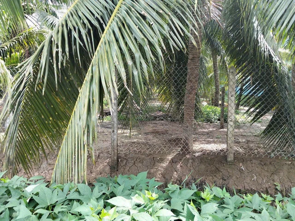 Bán nền đất mặt tiền 302m² Châu Thành, Bến Tre - 950 triệu - Ảnh thu nhỏ 2