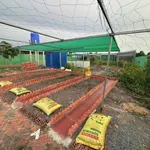Bán nhà vườn 1000m2 Đức Huệ Long An, 1 tỷ 590 - Ảnh thu nhỏ 5