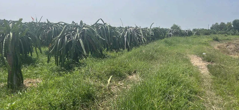 Bán đất 1800m² Kênh N29 Hàm Liêm, Bình Thuận 599 triệu