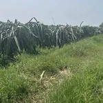 Bán đất 1800m² Kênh N29 Hàm Liêm, Bình Thuận 599 triệu - Ảnh thu nhỏ 1