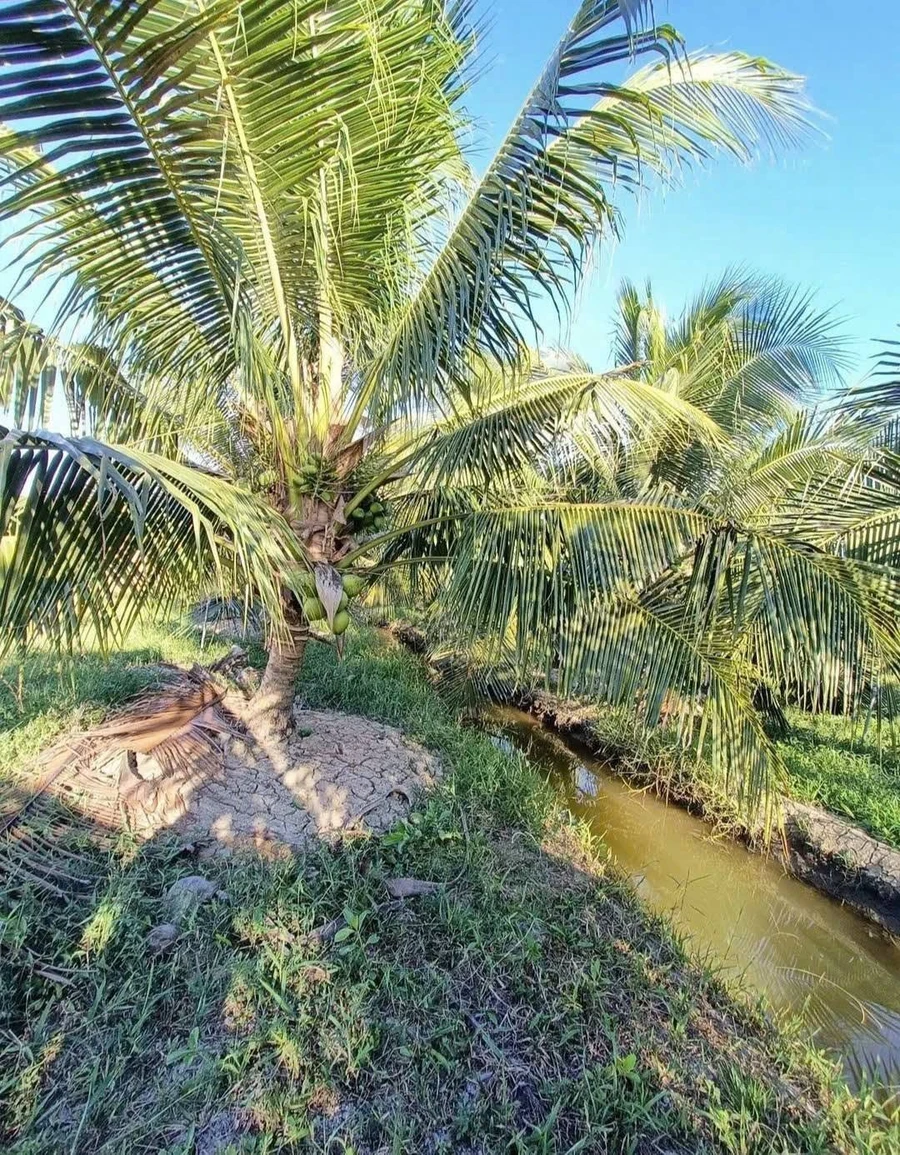 Bán vườn dừa 6100m² Phong Nẫm, Nhà Bè - Ảnh thu nhỏ 4