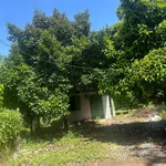 Bán đất vườn măng cụt 2000m² Tân An Bình Dương - Ảnh thu nhỏ 1