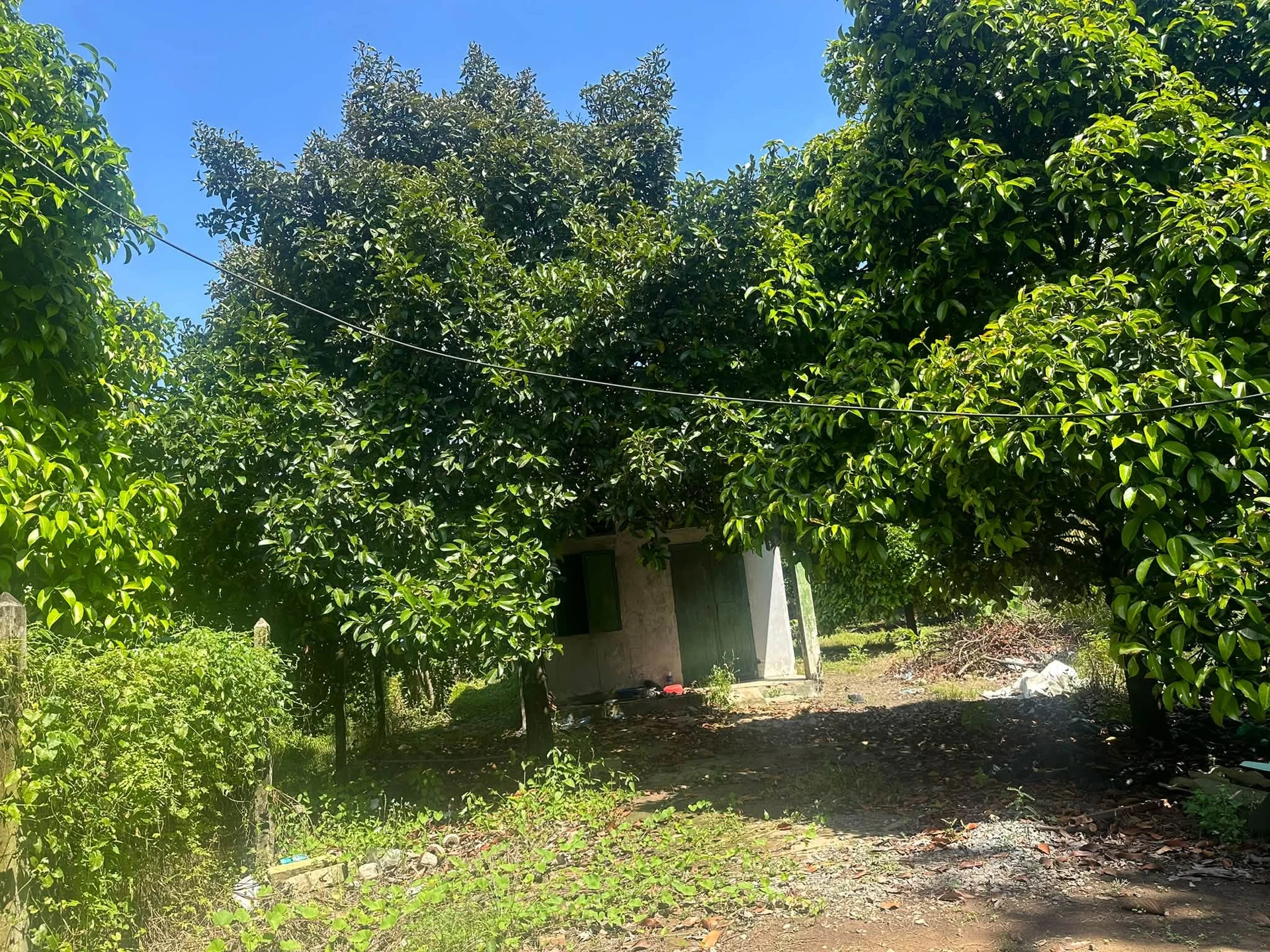 Bán đất vườn măng cụt 2000m² Tân An Bình Dương - Ảnh 1