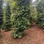 Bán 2 hecta đất rẫy Đắk Nông 2 tỷ 500 triệu - Ảnh thu nhỏ 2
