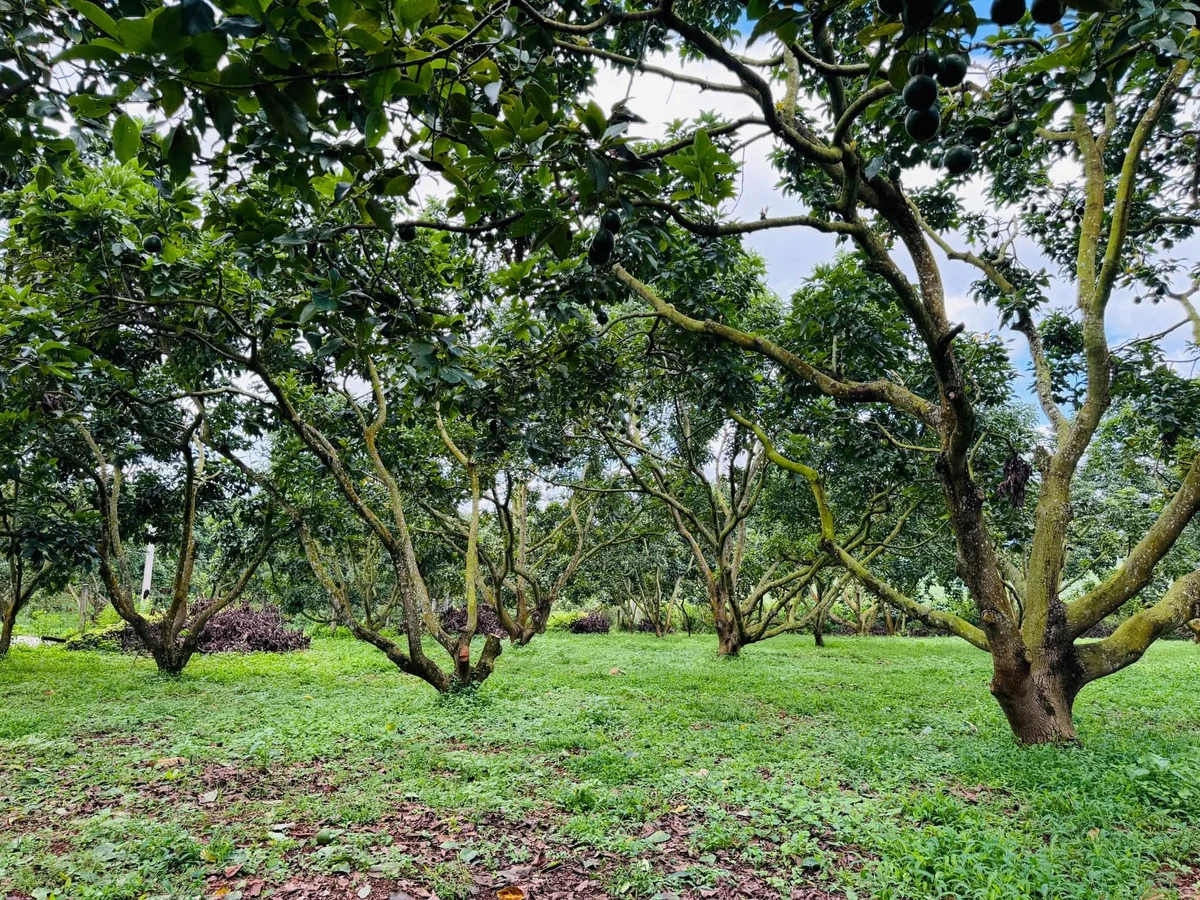 Bán đất vườn 3750m² Nam Ban Lâm Đồng 5 tỷ - Ảnh thu nhỏ 3