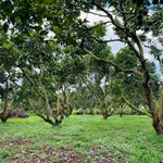 Bán đất vườn 3750m² Nam Ban Lâm Đồng 5 tỷ - Ảnh thu nhỏ 3