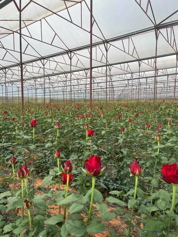 Bán 9 sào đất nông nghiệp có nhà lồng tại Đà Lạt 9000m2