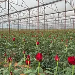 Bán 9 sào đất nông nghiệp có nhà lồng tại Đà Lạt 9000m2 - Ảnh thu nhỏ 1