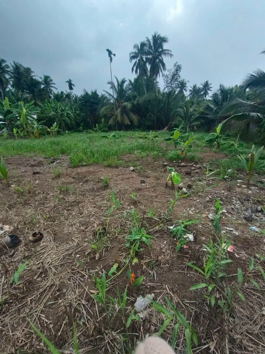 Bán đất 1000m² Tân Thành, Bến Tre, 1 tỷ - Ảnh thu nhỏ 4