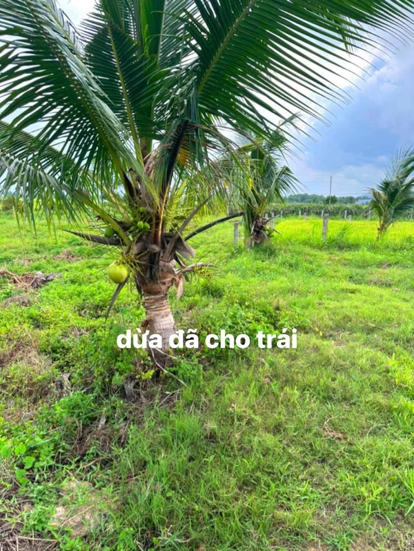 Bán đất 2600m² 2 mặt tiền Hàm Liêm, Lâm Đồng