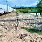 Bán lô đất trồng cây 336m2 cạnh KCN Phong Điền, Huế, giá 59 triệu - Ảnh thu nhỏ 4