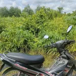 Bán đất vườn 2000m2 đường Đá Xanh Bến Lức 2 tỷ 400 triệu - Ảnh thu nhỏ 4