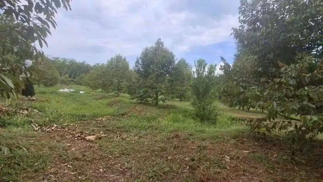 Bán đất vườn sầu riêng 4500m² Cần Giờ - Ảnh 1