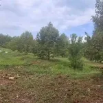 Bán đất vườn sầu riêng 4500m² Cần Giờ - Ảnh thu nhỏ 1