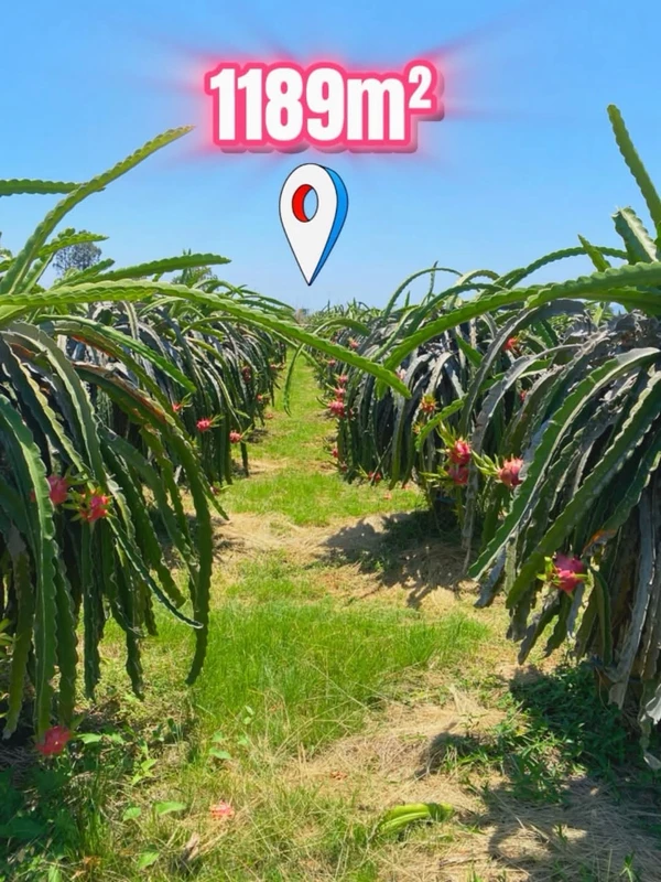 Bán lô đất 1189m² Km14 Hàm Kiệm 345 triệu