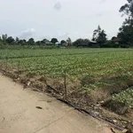 Bán đất cây lâu năm tại Cồn Bà Hoà Xã Bình Thạnh Huyện Châu Thành AG - Ảnh thu nhỏ 9