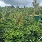 Bán đất 2 hecta tại Đắc Hòa, Đắc Nông 4,7 tỷ - Ảnh thu nhỏ 2