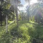 Bán đất chính chủ diện tích 5.546m2 giá 7.5 tỷ mặt tiền ngang 100m tại Châu Thành, Bến Tre cũ - Ảnh thu nhỏ 8