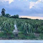 Bán đất nền mặt tiền 1.000m2 tại Bình Chánh - Ảnh thu nhỏ 4