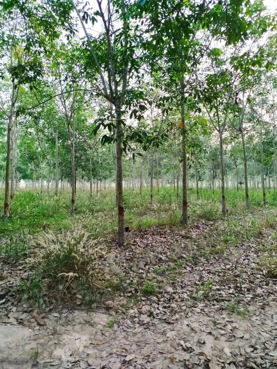 Bán đất 8,4 công có cao su Tân Biên An Giang 820 triệu - Ảnh 1
