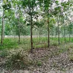 Bán đất 8,4 công có cao su Tân Biên An Giang 820 triệu - Ảnh thu nhỏ 1