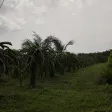 Diện tích lớn 1.4ha, có 500m2 thổ cư, đường ô tô, SHR, tại La Gi, thích hợp làm Homestay, phân lô - Ảnh thu nhỏ 25