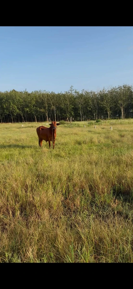 Bán đất nền 5x30m, 150m² tại Tây Ninh - Ảnh thu nhỏ 3
