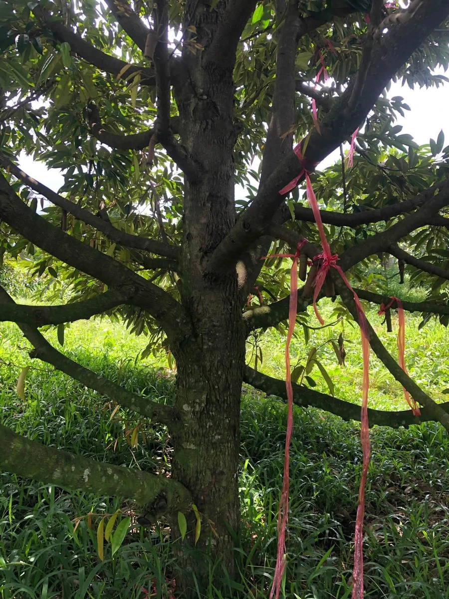 Bán 6,5 ha đất trồng sầu riêng Xã Ea Wer, Đắk Lắk - Ảnh thu nhỏ 5