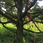 Bán 6,5 ha đất trồng sầu riêng Xã Ea Wer, Đắk Lắk - Ảnh thu nhỏ 5