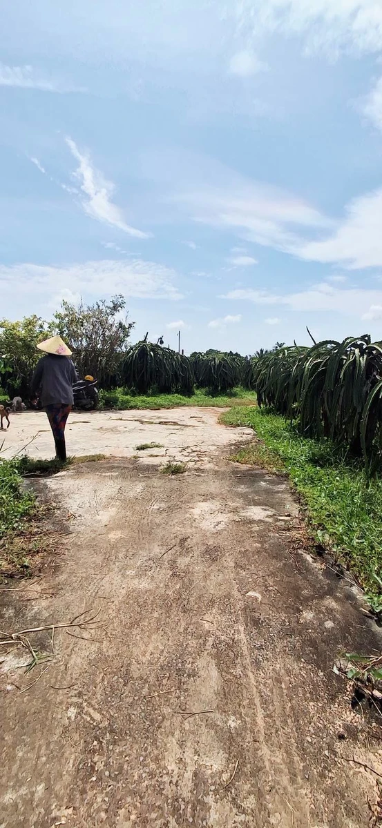 Bán đất 600m2 có 300m2 thổ cư tại Hàm Mỹ, lô 2 đường nhựa Phú Phong, giá 550 triệu - Ảnh thu nhỏ 5