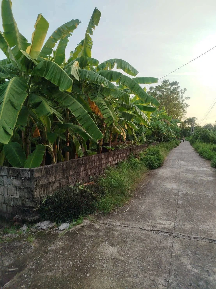 Bán đất 335m² 2 mặt tiền, sổ đỏ chính chủ tại xã An Ninh, Bình Lục, Hà Nam - Ảnh thu nhỏ 3