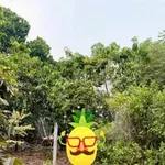 Bán lô đất vườn trái cây Phú An, Bình Dương - 2.6 tỷ - Ảnh thu nhỏ 3